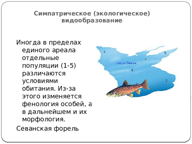 Симпатрическое (экологическое) видообразование Иногда в пределах единого ареала отдельные популяции (1-5) различаются условиями обитания. Из-за этого изменяется фенология особей, а в дальнейшем и их морфология. Севанская форель 