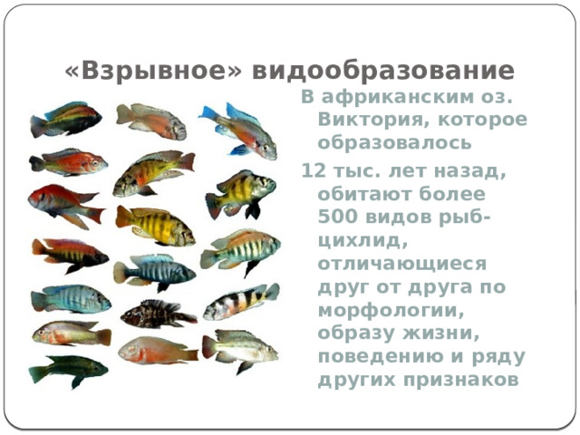 «Взрывное» видообразование В африканским оз. Виктория, которое образовалось 12 тыс. лет назад, обитают более 500 видов рыб-цихлид, отличающиеся друг от друга по морфологии, образу жизни, поведению и ряду других признаков 