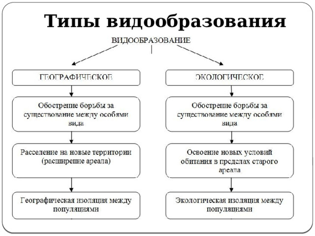 Типы видообразования 