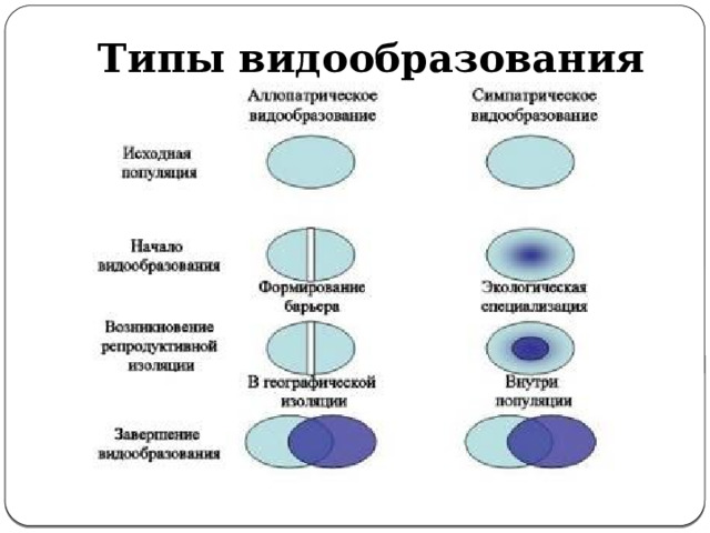Типы видообразования 