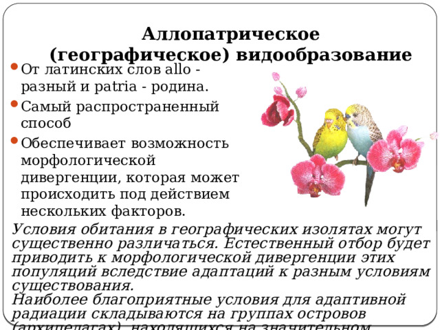 Аллопатрическое (географическое) видообразование От латинских слов allo - разный и patria - родина. Самый распространенный способ Обеспечивает возможность морфологической дивергенции, которая может происходить под действием нескольких факторов. Условия обитания в географических изолятах могут существенно различаться. Естественный отбор будет приводить к морфологической дивергенции этих популяций вследствие адаптаций к разным условиям существования. Наиболее благоприятные условия для адаптивной радиации складываются на группах островов (архипелагах), находящихся на значительном удалении от материка. 