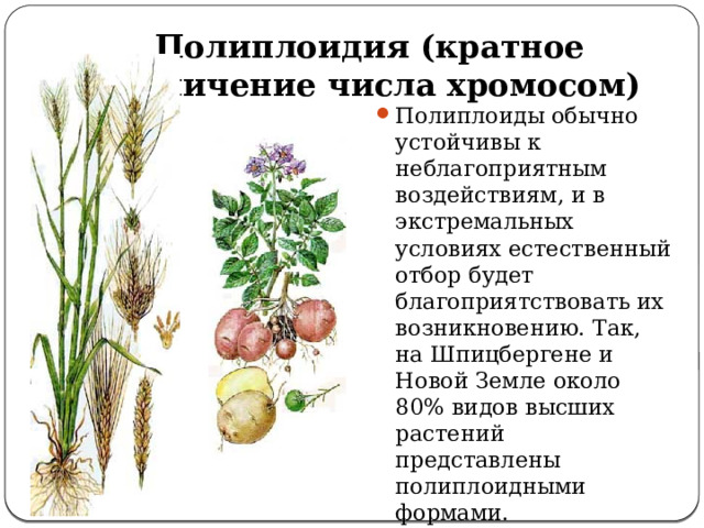 Полиплоидия (кратное увеличение числа хромосом) Полиплоиды обычно устойчивы к неблагоприятным воздействиям, и в экстремальных условиях естественный отбор будет благоприятствовать их возникновению. Так, на Шпицбергене и Новой Земле около 80% видов высших растений представлены полиплоидными формами. 