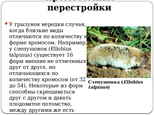 Хромосомные перестройки   У грызунов нередки случаи, когда близкие виды отличаются по количеству и форме хромосом. Например, у слепушонок (Ellobius talpinus) существует 16 форм внешне не отличимых друг от друга, но отличающихся по количеству хромосом (от 32 до 54). Некоторые из форм способны скрещиваться друг с другом и давать плодовитое потомство, между другими же есть репродуктивная изоляция. Слепушонка ( Ellobius talpinus ) 