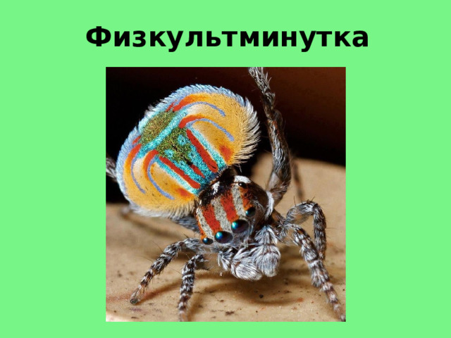 Физкультминутка 