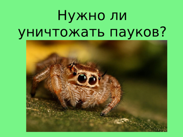 Нужно ли уничтожать пауков? 