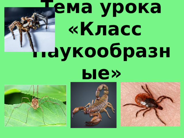 Тема урока  «Класс Паукообразные» 