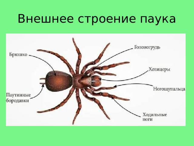 Внешнее строение паука 