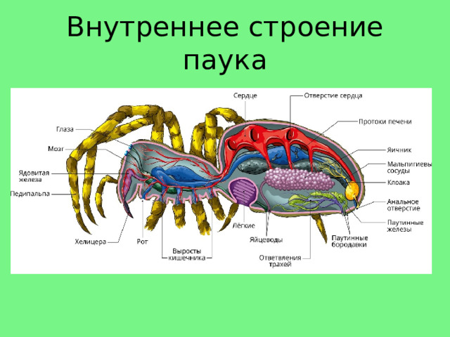 Внутреннее строение паука 