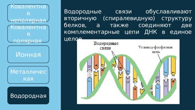 Ковалентная неполярная Водородные связи обуславливают вторичную (спиралевидную) структуру белков, а также соединяют две комплементарные цепи ДНК в единое целое. Ковалентная полярная Ионная Металлическая Водородная 