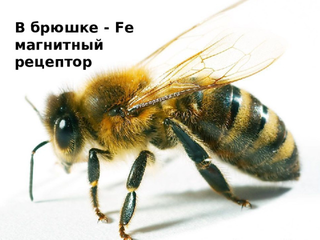 В брюшке - Fe магнитный рецептор 
