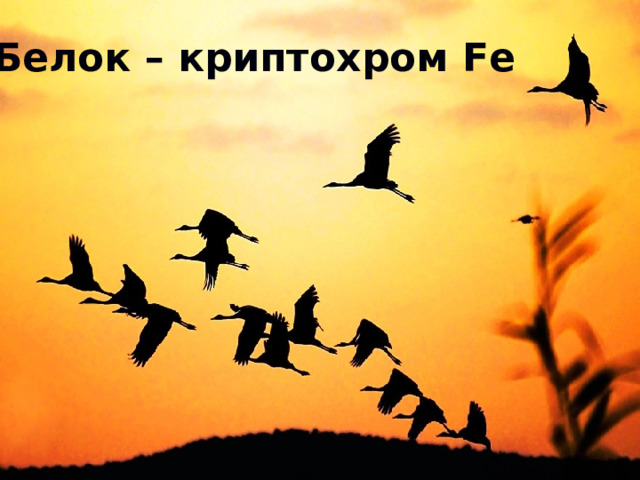 Белок – криптохром Fe  