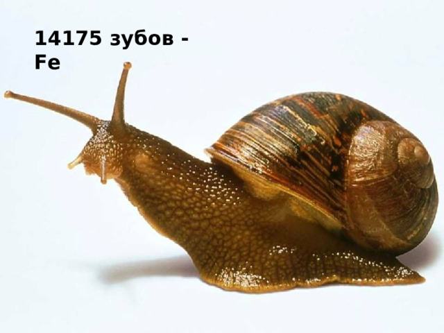 14175 зубов - Fe 