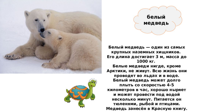 белый медведь Белый медведь — один из самых крупных наземных хищников. Его длина достигает 3 м, масса до 1000 кг. Белые медведи нигде, кроме Арктики, не живут. Всю жизнь они проводят во льдах и в воде. Белый медведь может долго плыть со скоростью 4-5 километров в час, хорошо ныряет и может провести под водой несколько минут. Питается он тюленями, рыбой и птицами. Медведь занесён в Красную книгу. 