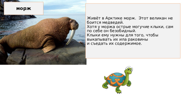 морж Живёт в Арктике морж. Этот великан не боится медведей.  Хотя у моржа острые могучие клыки, сам по себе он безобидный.  Клыки ему нужны для того, чтобы выкапывать их ила раковины  и съедать их содержимое. 