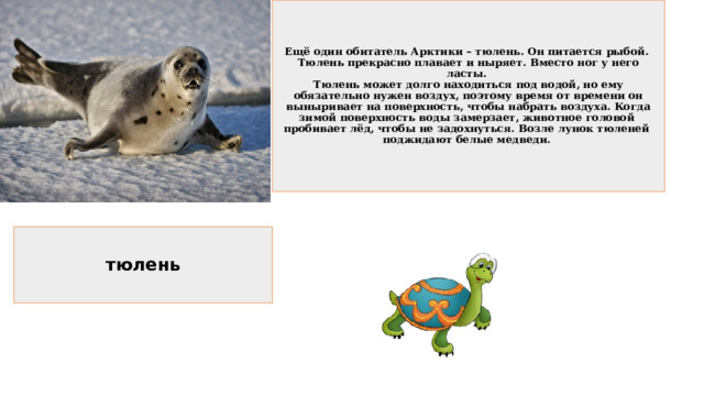 Ещё один обитатель Арктики – тюлень. Он питается рыбой.  Тюлень прекрасно плавает и ныряет. Вместо ног у него ласты.  Тюлень может долго находиться под водой, но ему обязательно нужен воздух, поэтому время от времени он выныривает на поверхность, чтобы набрать воздуха. Когда зимой поверхность воды замерзает, животное головой  пробивает лёд, чтобы не задохнуться. Возле лунок тюленей  поджидают белые медведи. тюлень 