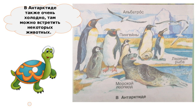 В Антарктиде также очень холодно, там можно встретить некоторых животных. 