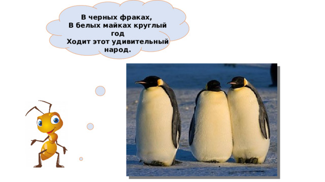  В черных фраках,  В белых майках круглый год  Ходит этот удивительный народ. 