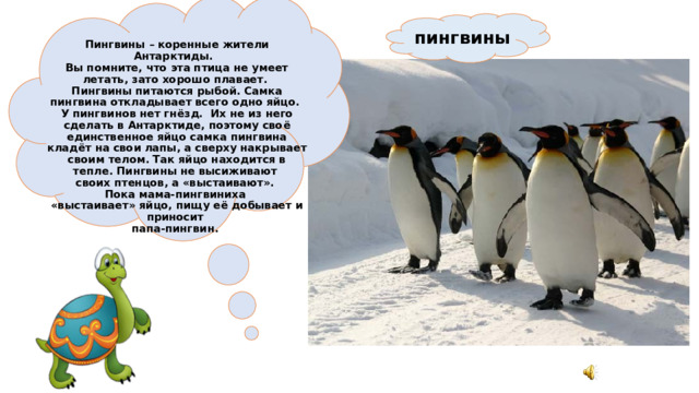  пингвины  Пингвины – коренные жители Антарктиды.  Вы помните, что эта птица не умеет летать, зато хорошо плавает.  Пингвины питаются рыбой. Самка пингвина откладывает всего одно яйцо.  У пингвинов нет гнёзд. Их не из него сделать в Антарктиде, поэтому своё единственное яйцо самка пингвина кладёт на свои лапы, а сверху накрывает своим телом. Так яйцо находится в тепле. Пингвины не высиживают  своих птенцов, а «выстаивают». Пока мама-пингвиниха  «выстаивает» яйцо, пищу её добывает и приносит  папа-пингвин. 