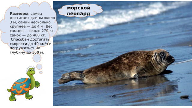  морской леопард Размеры : самец достигает длины около 3 м, самки несколько крупнее — до 4 м. Вес самцов — около 270 кг, самок — до 400 кг.     Способен достигать скорости до 40 км/ч и погружаться на глубину до 300 м. 