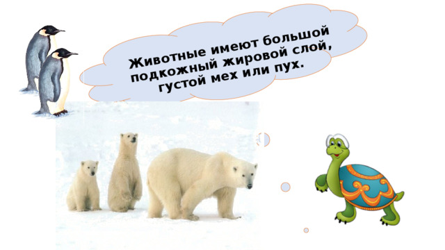  Животные имеют большой подкожный жировой слой, густой мех или пух. 