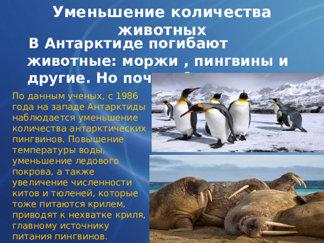 Уменьшение количества животных  В Антарктиде погибают животные: моржи , пингвины и другие. Но почему? По данным ученых, с 1986 года на западе Антарктиды наблюдается уменьшение количества антарктических пингвинов. Повышение температуры воды, уменьшение ледового покрова, а также увеличение численности китов и тюленей, которые тоже питаются крилем, приводят к нехватке криля, главному источнику питания пингвинов. Так же на пингвинов охотятся и люди. 