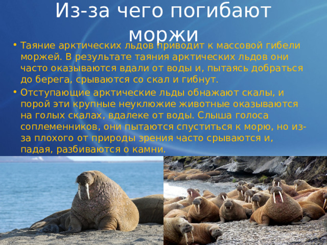 Из-за чего погибают моржи Таяние арктических льдов приводит к массовой гибели моржей. В результате таяния арктических льдов они часто оказываются вдали от воды и, пытаясь добраться до берега, срываются со скал и гибнут. Отступающие арктические льды обнажают скалы, и порой эти крупные неуклюжие животные оказываются на голых скалах, вдалеке от воды. Слыша голоса соплеменников, они пытаются спуститься к морю, но из-за плохого от природы зрения часто срываются и, падая, разбиваются о камни. 