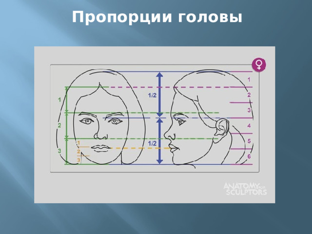 Пропорции головы 