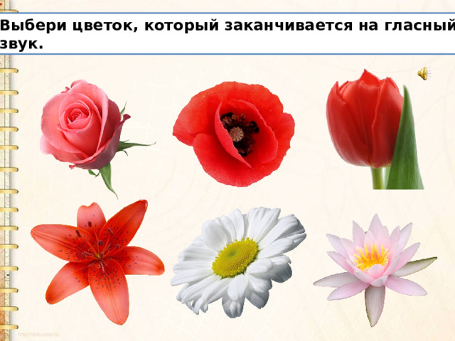 Выбери цветок, который заканчивается на гласный звук. 