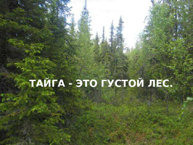  тайга - это густой лес. 