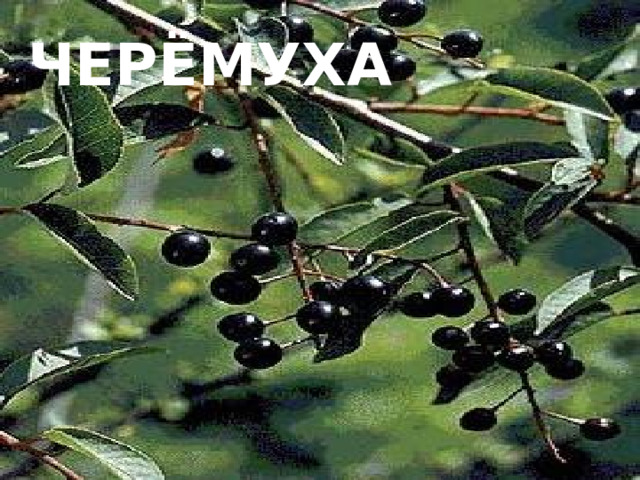черёмуха 