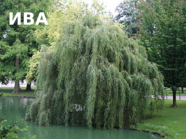 ива 