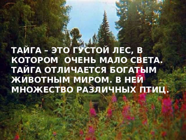 Тайга – это густой лес, в котором очень мало света.  тайга отличается богатым животным миром. В ней множество различных птиц. 