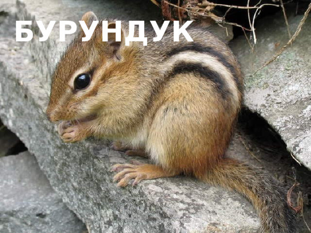 бурундук 