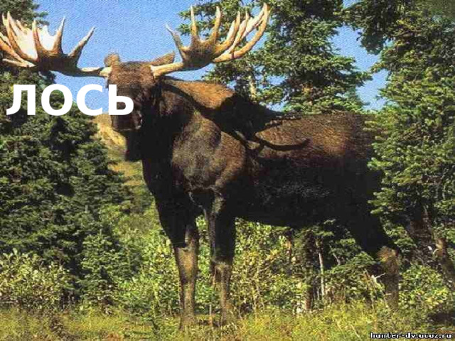 лось 