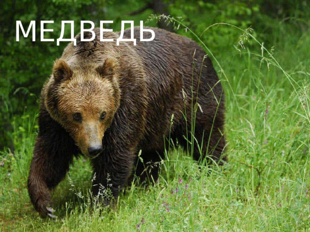 медведь 