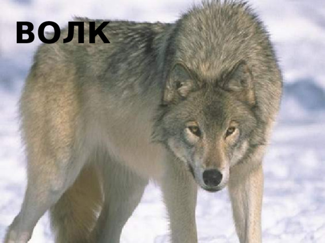 Волк 