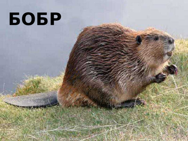 бобр 