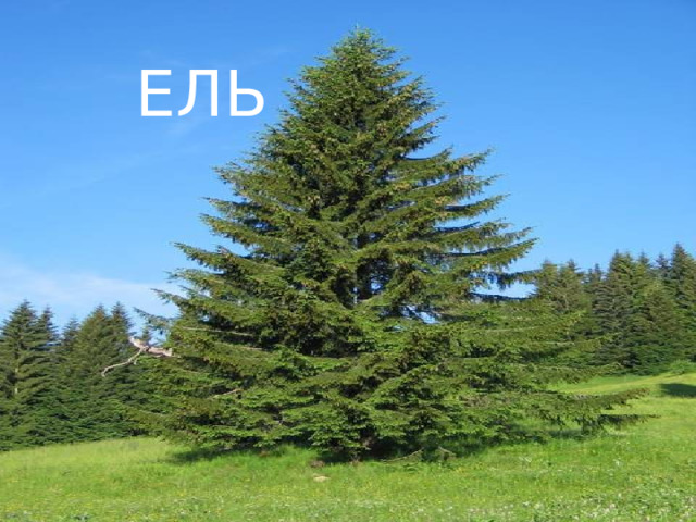 Ель 
