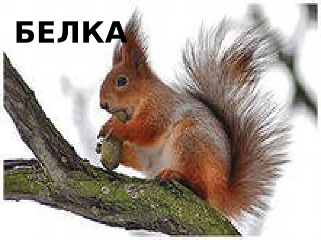 белка 