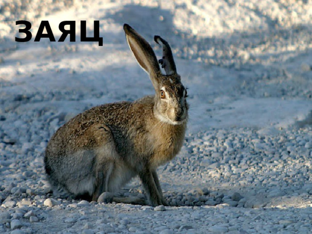 заяц 