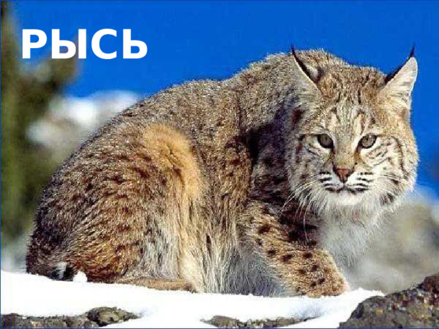 рысь 