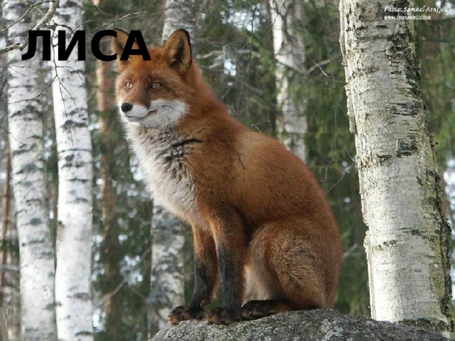 лиса 