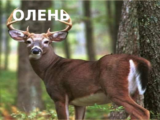 олень 