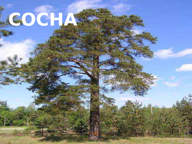 сосна 