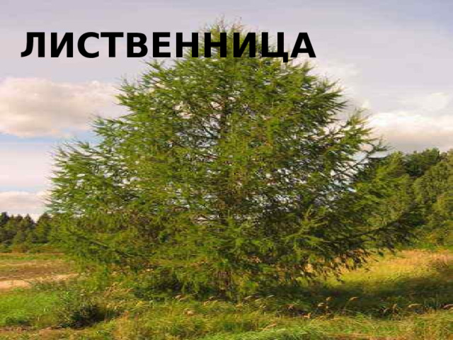 лиственница 