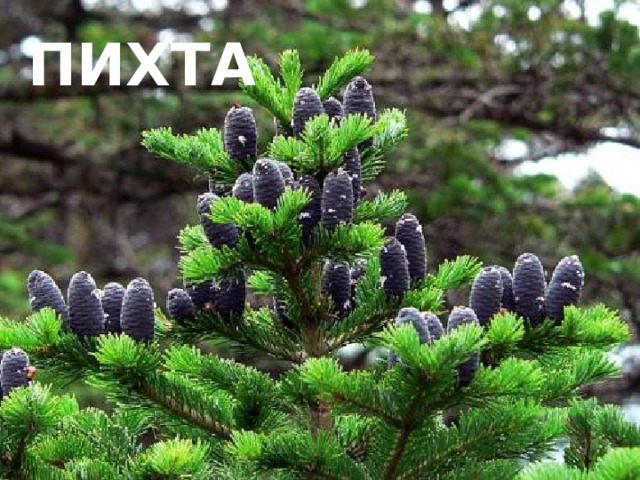 пихта 