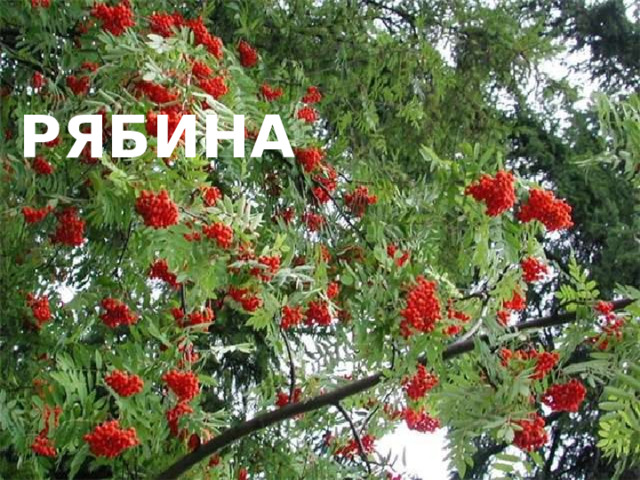 рябина 