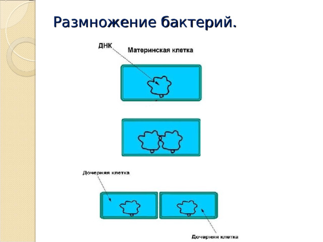 Размножение бактерий. 