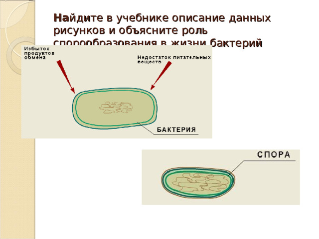 На йдите в учебнике описание данных рисунков и объясните роль спорообразования в жизни бактерий 