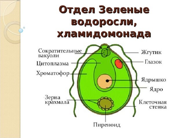   Отдел Зеленые водоросли, хламидомонада   